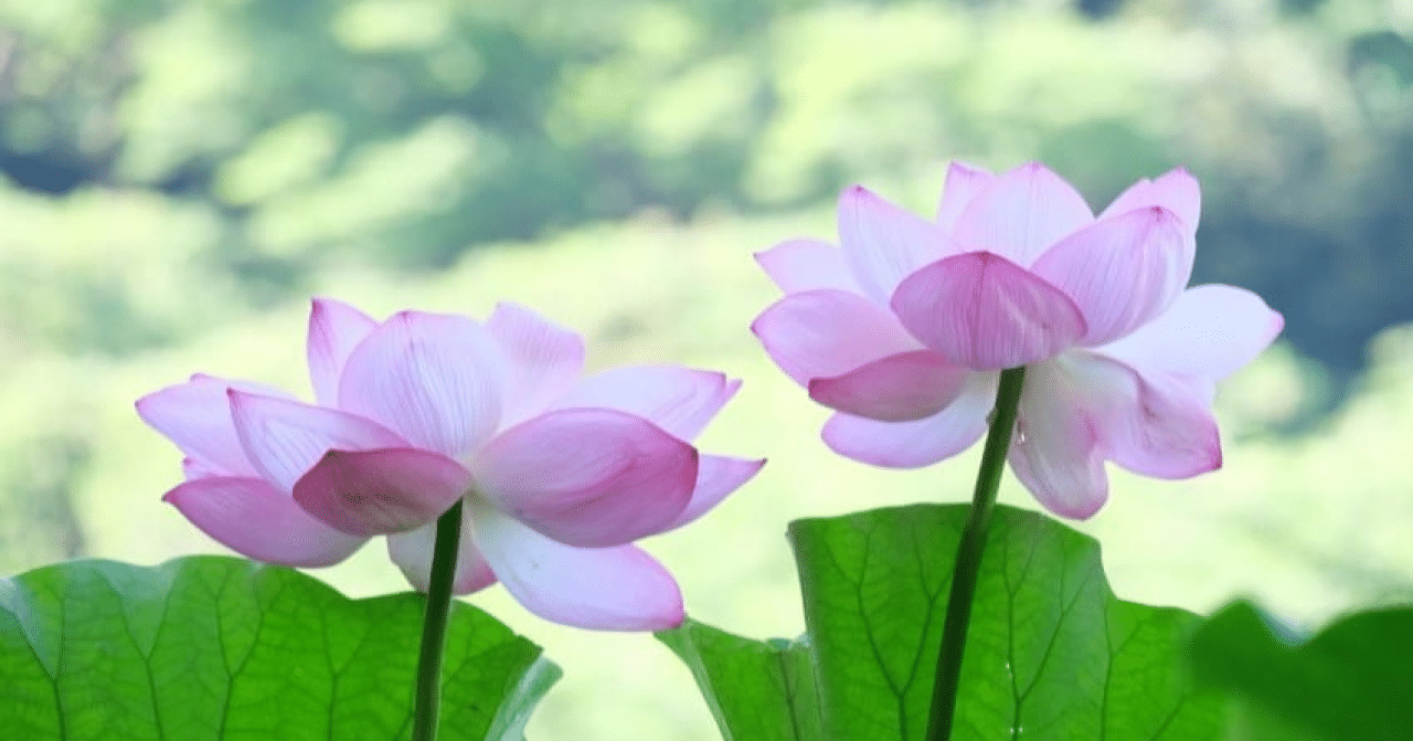 一人で悩んでいる、孤独、孤立のせつない思い…お話ししましょう